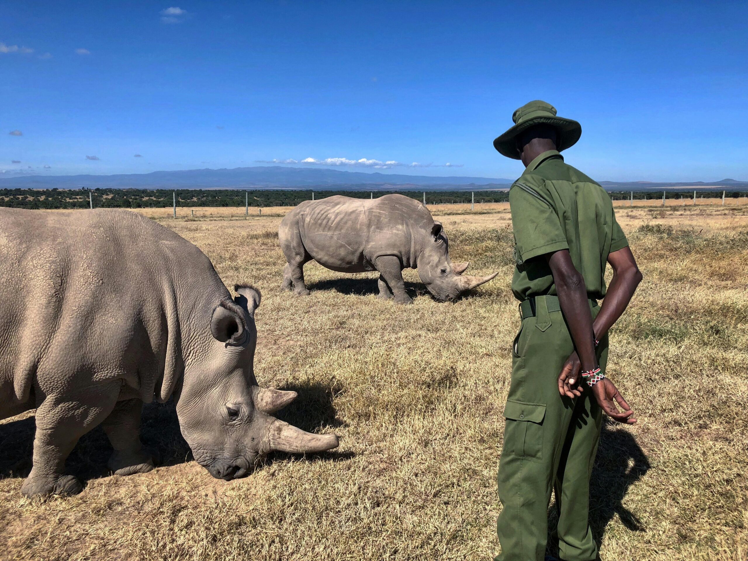 Wildlife ranger protecting African conservancy ecosystem