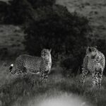 Leopard resting quietly at dusk in savannah