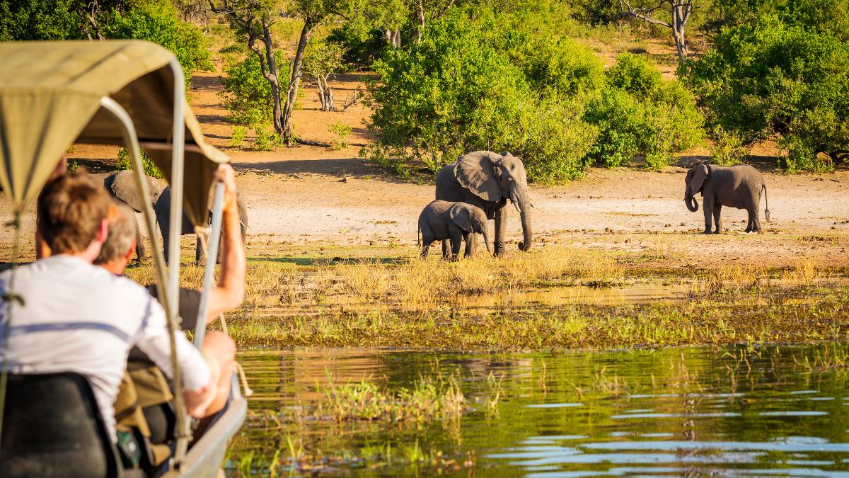 Elephant walking through water in the Okavango Delta at sunset.