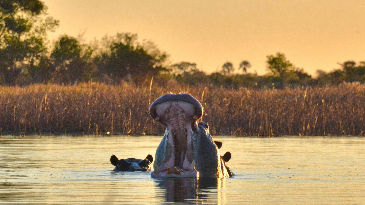 Mokoro drifting through reeds in soft sunrise light in the Okavango Delta.